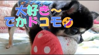 でかドコモダケ♪想い出🐶🌈