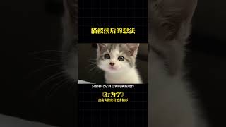 #貓咪 科學養寵攻略 貓咪的迷惑行為 貓被揍後的想法、 #科普 #cat #宠物知识 #shorts