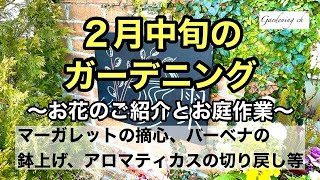 【園芸・ガーデニングを楽しもう】お花のお手入れ・切り戻し・摘心・ハーブティーなど・・・とある２月のガーデニングをまとめた動画です。