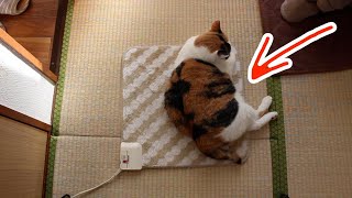 BuzzVideo（バズビデオ）【#ペット #癒し】猫が電気カーペットを半分開けている理由が可愛い♡