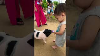 #animals #children #piggy #travel #funny