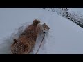 雪を泳ぐ柴犬の親子 【大寒波到来】