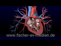 das herz kurz und bündig 3d animation heart cardiovascula