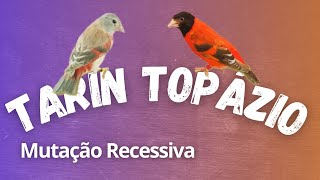 O que é mutação Recessiva, entenda o Tarin Topázio.