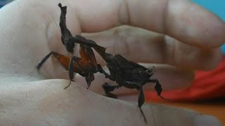 Handling Ghost Mantis + hunting and eating cockroach (Phyllocrania paradoxa) [Inferion7]