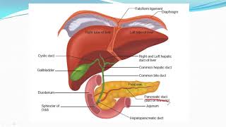 XI-ZOOLOGY-DAY-11(1)