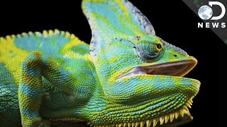 How Do Chameleons Change Colors?