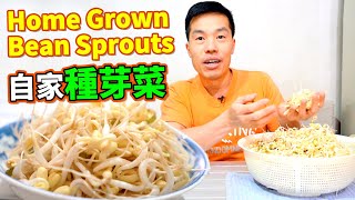 爽脆芽菜用一個桶零失敗種出 Home grown bean sprouts with a bucket｜省下買菜錢！種出好吃綠豆芽【 自家種芽菜】 (中文字幕/Eng Sub)