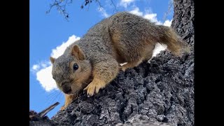 NewT the Tailess Squirrel stays for lunch until the locals arrive