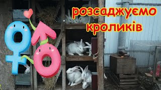 РОЗСАДЖУЄМО КРОЛЕНЯТ//ЯК ВИЗНАЧИТИ СТАТЬ КРОЛИКА