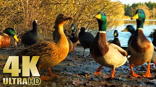 Feeding Wild Ducks, Coots, and Moorhens in the Winter - No Music - 4K