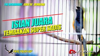 MURAI JUARA isian tembakannya SUPER PEDAS | Shama bird Indonesia