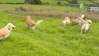 Cute \u0026 Funny Moments Living With 5 Golden Retrievers