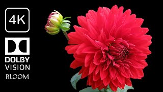 The Most Beautiful Flowers BLOOM  Collection Dolby Vision 4K ULTRA HD / 4K TV 4k Scene