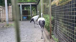 タンチョウ　鳴き声