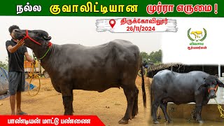 இந்த தரத்தில் முர்ரா எருமை கிடைப்பது மிக கடினம்...