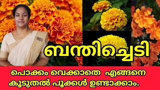 How to grow Marigold from cuttings🏵️🌿/seeds| Marigold care and propogation |Salu koshy