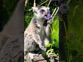 A Lemur eating flower | Having fun#shorts #lemurfun #lemurs