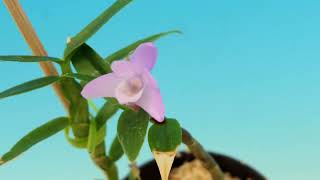 Dendrobium Sakura Fairy(moniliforme x dichaeoides)　　orchid