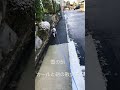 雪の朝　カールと朝の散歩道で dog cute かわいい犬 朝活 ミニチュアシュナウザー カール