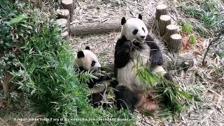 Giant Panda Le Le b'fast with Jia Jia 大熊猫叻叻和嘉嘉妈妈吃早餐 @ 新加坡河川生态园