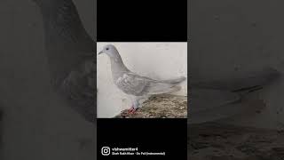 Kabotar bazi #pigeons#shorts #youtubeshorts #viralshorts #video #birds #kabootar