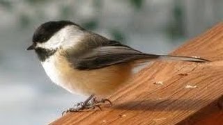 BLACK CAPPED CHICKADEE / SOLO MALE BIRD MATING CALL
