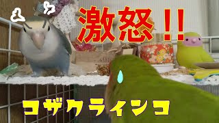 #Shorts#YouTubeショート【音声注意‼怒るコザクラインコ】オスのコザクラインコに遊ぶのを邪魔されて凄く怒るメスのコザクラインコ