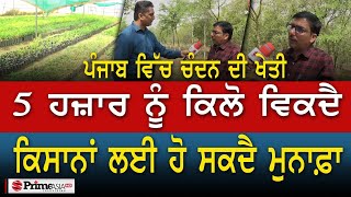 Prime Report (765) || ਪੰਜਾਬ ਵਿੱਚ ਚੰਦਨ ਦੀ ਖੇਤੀ 5 ਹਜ਼ਾਰ ਨੂੰ ਕਿਲੋ ਵਿਕਦੈ ਕਿਸਾਨਾਂ ਲਈ ਹੋ ਸਕਦੈ ਮੁਨਾਫ਼ਾ