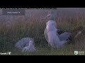 royal albatross ~ precious moments u0026 highlights w glg u0026 chick sstrig nibbles on mom s tail 2.27.25