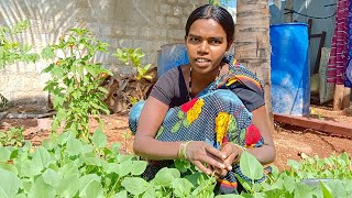 పాలకూర తోట మొత్తం తీసేసాను Vijayalakshmi village home