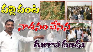 పల్లి పంట నాశనం చేసిన గులాబీ దండు| The rose garland that destroyed the palli crop | Cm Kcr | QNews