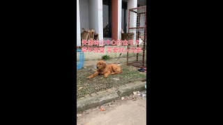 Golden Retriever at the door of Nanjing Express Transit Center 