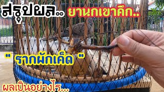 สรุปผลการทดลอง “ผักเค็ด” ยานกเขาคึก ผลเป็นอย่างไร