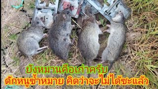 ดักหนู!!ซ้ำหมายคนอื่นอีกแล้ว ยังหมานเหมือนเดิมคับ#ดักหนู