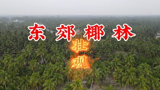 观赏东郊椰林，游览木兰湾，品尝糟粕醋，海南环岛结束喽