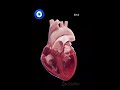 The conduction system of heart 3d animation #viral #trending #study #neet #aiims #motivation