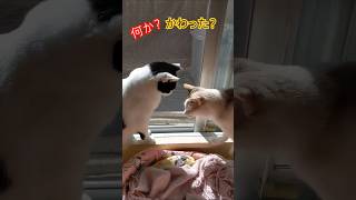 猫様❣️何か変わった？