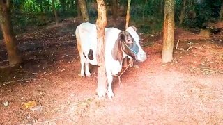 Four cows of different breeds and colors | വിവിധ ഇനത്തിൽപ്പെട്ട 4 പശുക്കൾ വിവിധയിനം നിറമുള്ള പശുകൾ