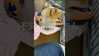 雷鳴り響く日が続いて不安な毛玉ちん🐶