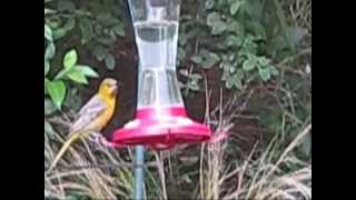 Juvenile Hooded Oriole Male with Contact Calls