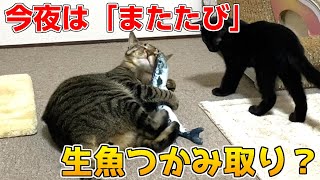 ケージから１年以上出てこないシャム猫にまたたび！