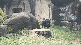 2019/12/22木柵動物園-黑猩猩