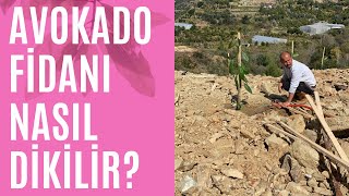 Avokado fidanı nasıl dikilir?