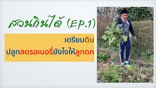 สวนกินได้ (EP1) เตรียมดิน ปลูกสตรอเบอรี่ยังไงให้ออกผลดก