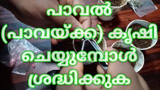 Bitter gourd  Cultivation How to cultivate bittergourd പാവൽ അഥവാ പാവയ്ക്ക കൃഷി ചെയ്യുന്ന രീതി