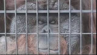 フランジが凄いオランウータンのフトシ君(千葉市動物公園)