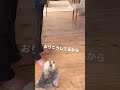 小さい犬が全力でおねだりしたけどダメだった様子がこちらです