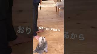 小さい犬が全力でおねだりしたけどダメだった様子がこちらです