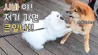 강아지 산책 중 일어난 일? [ENG CC]